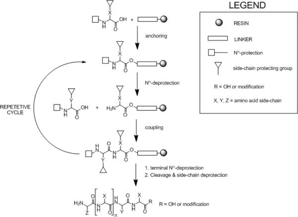 Peptide Synthesis