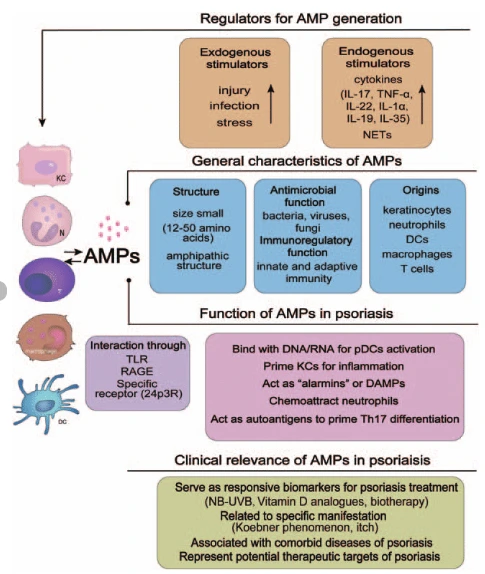 The main characteristics of antimicrobial peptides (AMPs) and their roles in the pathogenesis of psoriasis. AMPs are an integral part of the skin defense generated by keratinocytes and neutrophils. AMPs are induced by exogenous and endogenous stimuli and have antimicrobial functions. AMPs are mostly characterized as small amphipathic cationic peptides. In psoriasis, AMPs regulate both innate and adaptive immune responses. They act as "alarmins" or DAMPs to stimulate plasmacytoid dendritic cells and prime keratinocytes for inflammation through pattern recognition receptors and subsequently initiate the Th17-dominated adaptive immune response. AMPs also have close clinical relevance to psoriasis. DAMPs: Damage-associated molecular patterns; IL: Interleukin; NB-UVB: Narrowband ultraviolet B; NET: Neutrophil extracellular trap; pDCs: Plasmacytoid dendritic cells; RAGE: Receptor for advanced glycation end products; TLR: Toll-like receptor; TNF: Tumor necrosis factor.