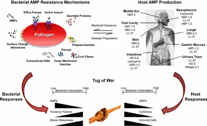 AMP function,Bacterial AMP resistance,gene expression