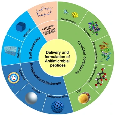 Antimicrobial peptides, targeting moiety,bioavailability, clinical application.