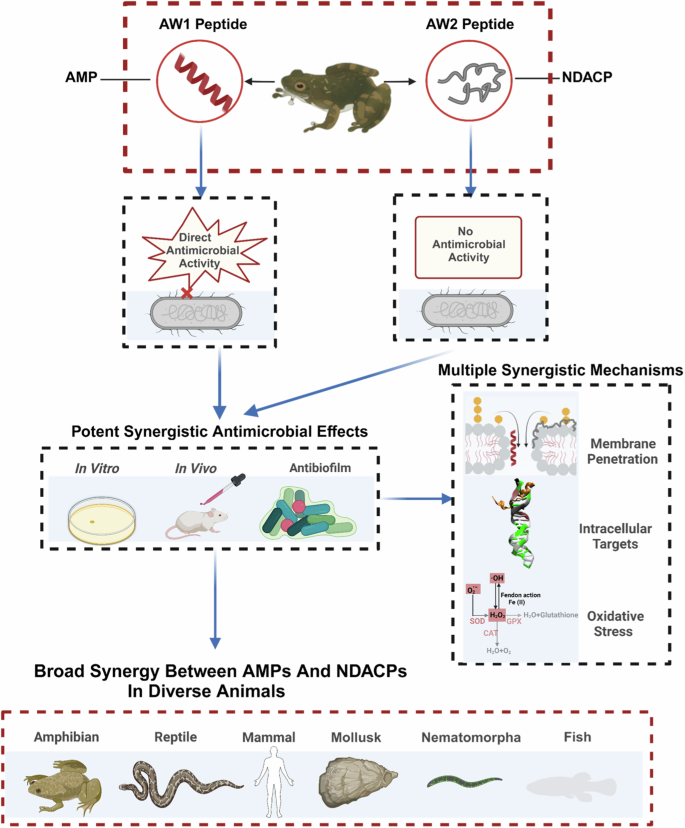 Non-direct antimicrobial cationic peptides (NDACPs) are components of the animal innate immune system. But their functions and association with antimicrobial peptides (AMPs) are incompletely understood